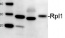 RPL1 | 50S ribosomal protein L1